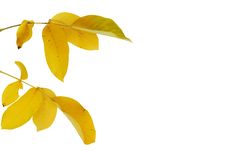 Yellow Autumn Leaves Stock Photo Yellow Autumn Leaves Stock Photo