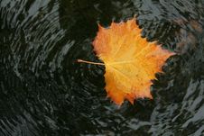 Autumn Leaf In Water Stock Images Autumn Leaf In Water Stock Images