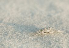 Pallid Ghost Crab Stock Photography