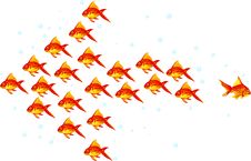 GOLDFISH Stock Photo GOLDFISH Stock Photo