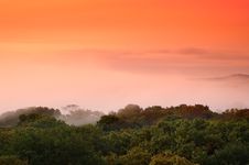 Foggy (hazy) Forest. Stock Photo Foggy (hazy) Forest. Stock Photo