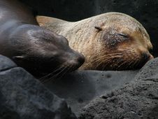 Two Galapagos Sea Lion Heads Stock Image