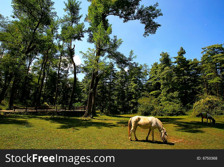 The view of Chanpoling National Forest Park in the Guiyang City. The view of Chanpoling National Forest Park in the Guiyang City.