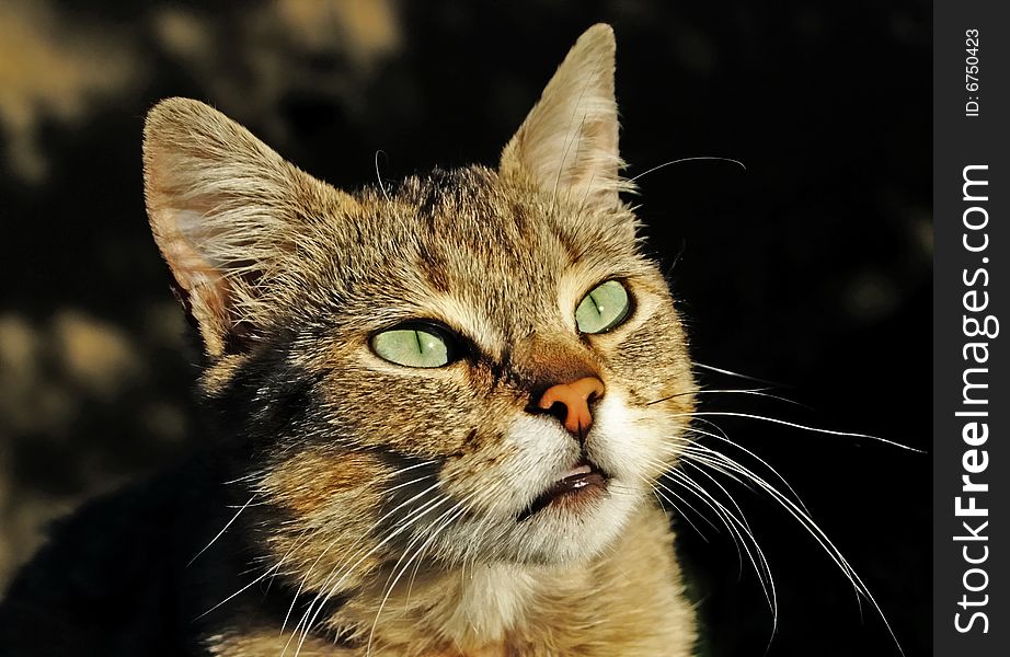 A lady-cat has wonderful sight. Its eyes express attention to the surrounding objects. A lady-cat has wonderful sight. Its eyes express attention to the surrounding objects.