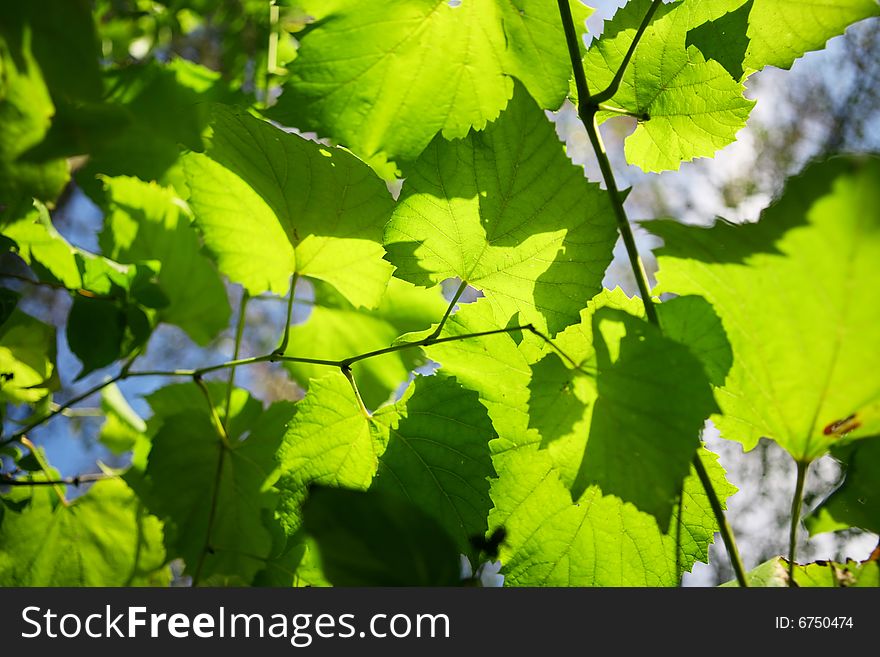 Sun beams and green leaves. Background.
