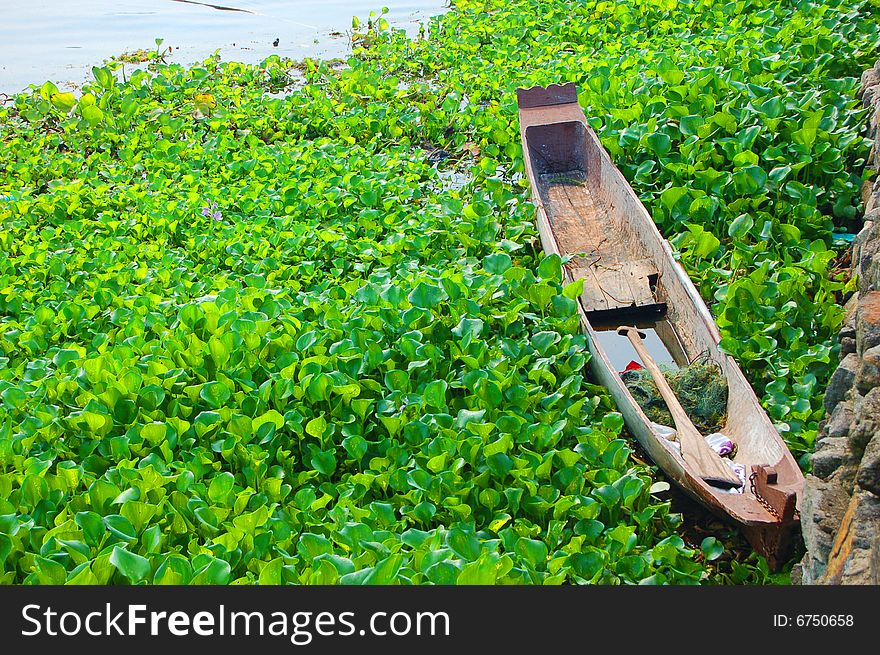 Wooden canoe that floats in the sea rounded by green plants.