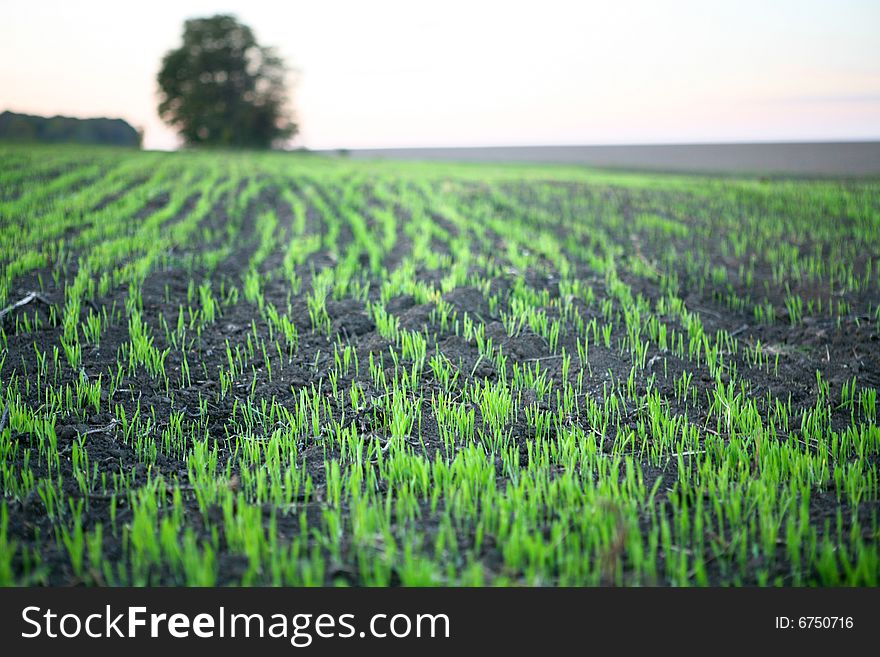 Green rice field. Agriculture industry.