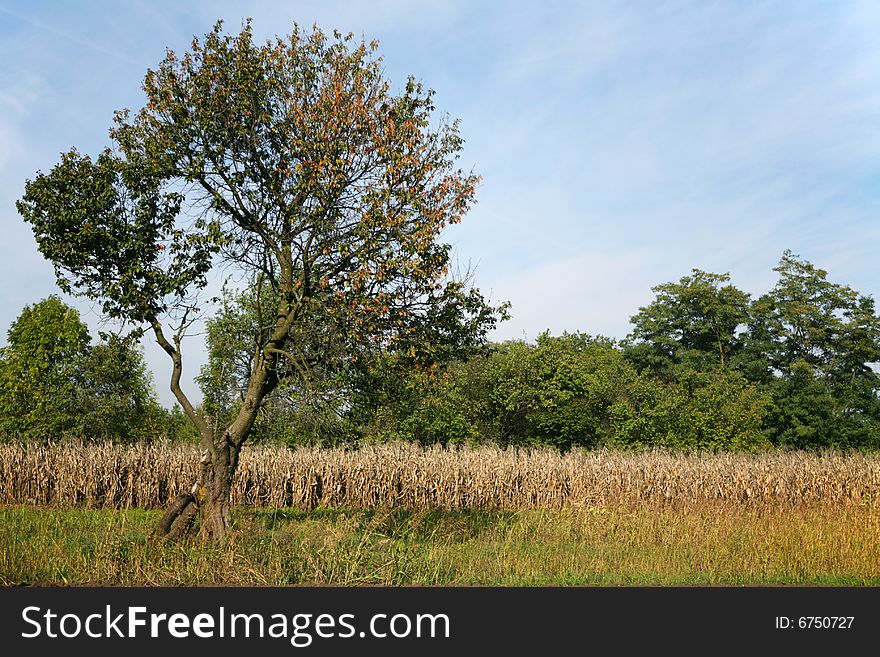 Tree in the garden. Autumn scenery.