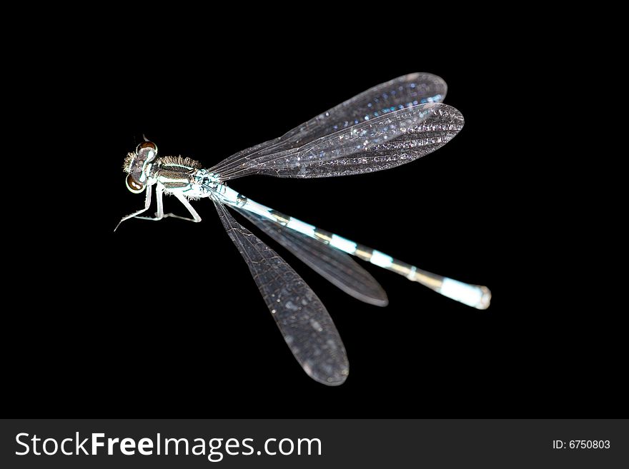 Small blue dragonfly isolated on black background