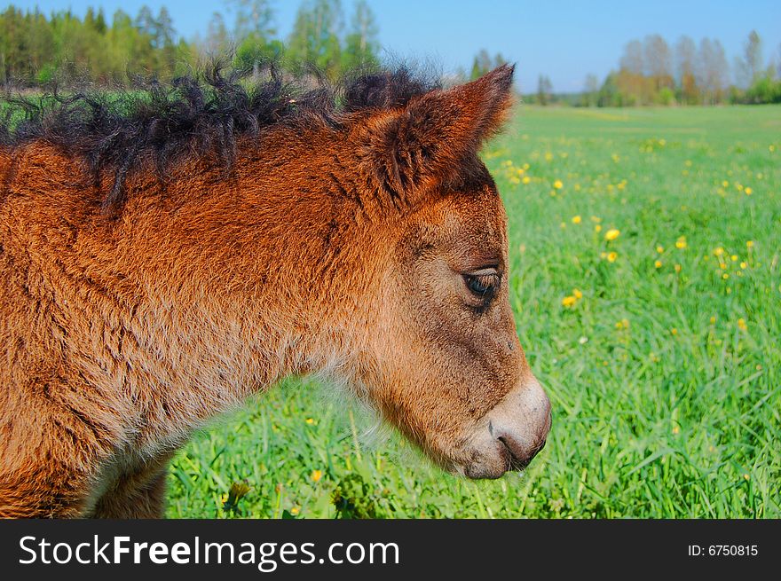Newborn baby horse on a grass field