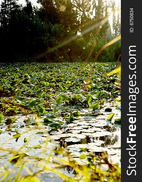 Summer view of a pond. Summer view of a pond