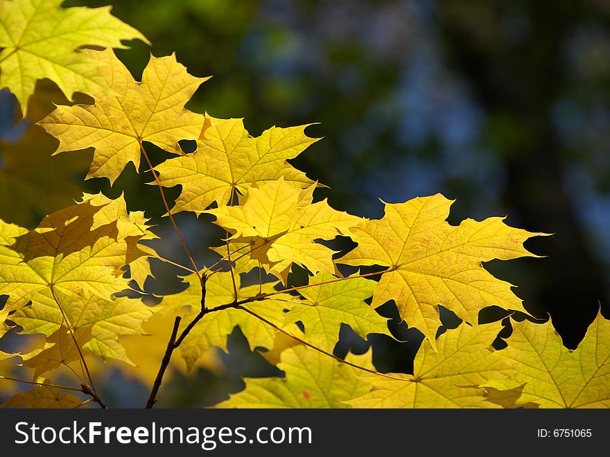 Autumn leaves background in sunny day