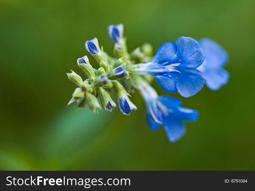 Field flower close up