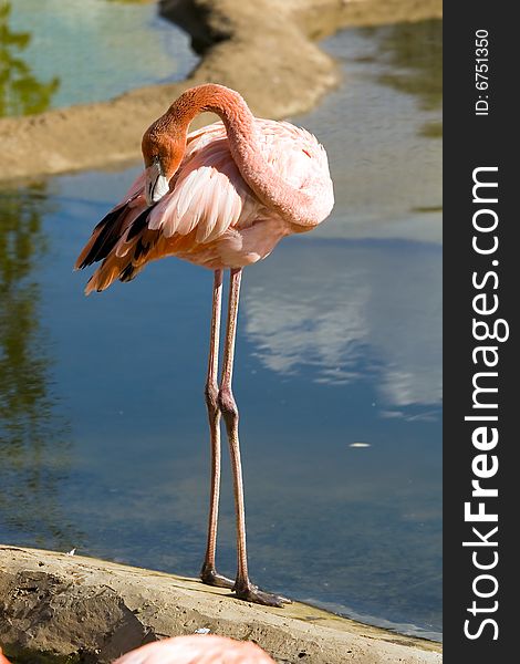 Pink flamingo living in territory of a zoo