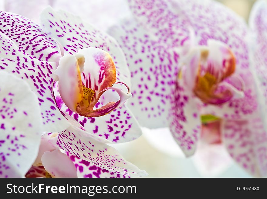 Flower series: flower of orchid over whitebackground