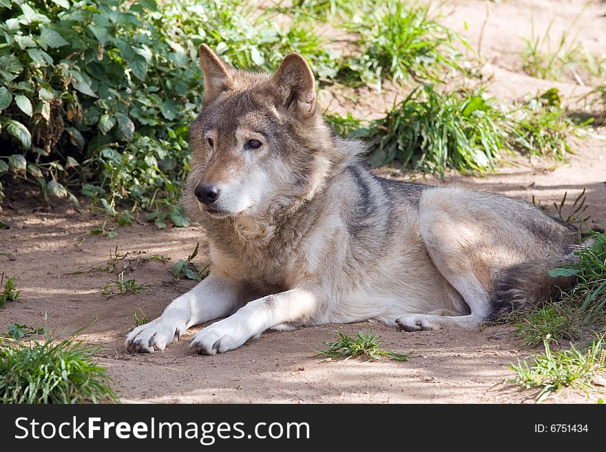 Wolf living in territory of a zoo. Wolf living in territory of a zoo