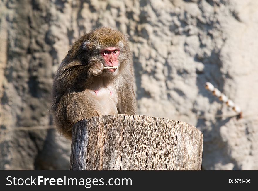 Japanese macaque living in territory of a zoo