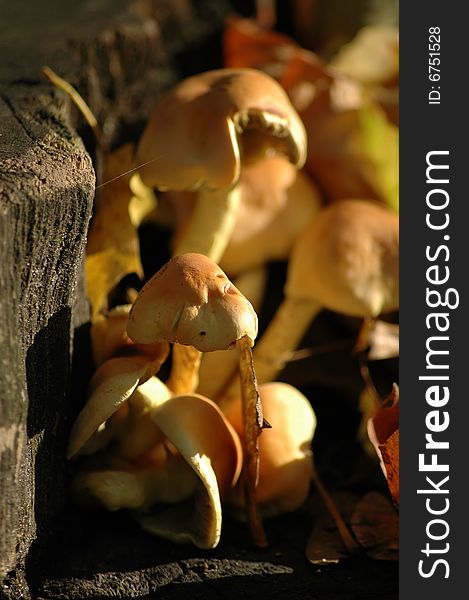 Mushrooms on the stump with cobweb. Mushrooms on the stump with cobweb.