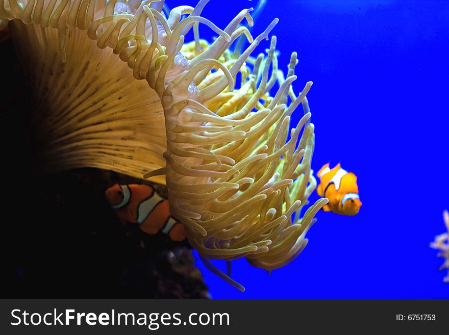 A small nemo fish swimming in the aquarium