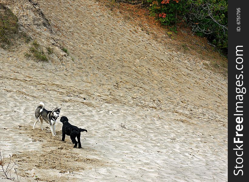 A Siberian Husky pup meets up with a Portuguese Water Dog in the sand dunes of Wasaga Beach, Ontario. A Siberian Husky pup meets up with a Portuguese Water Dog in the sand dunes of Wasaga Beach, Ontario