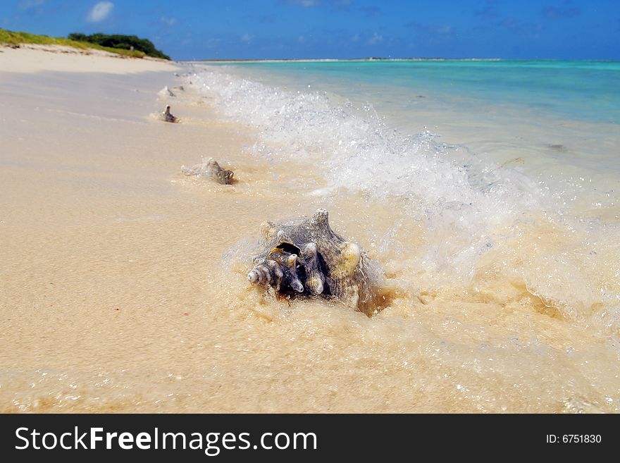 Cockleshells on sandy coast, Caribbean Islands