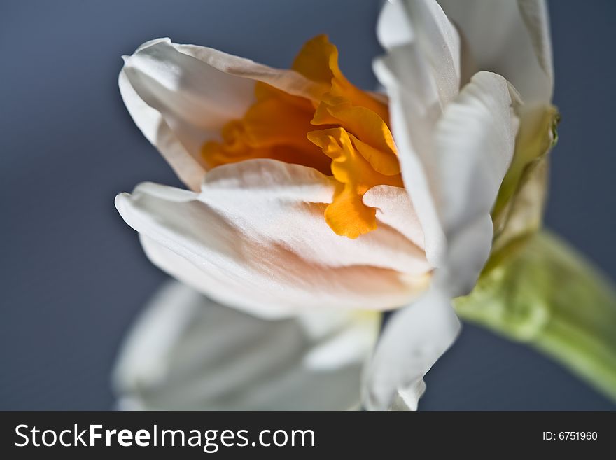 Flower series: macro picture of white narcissus