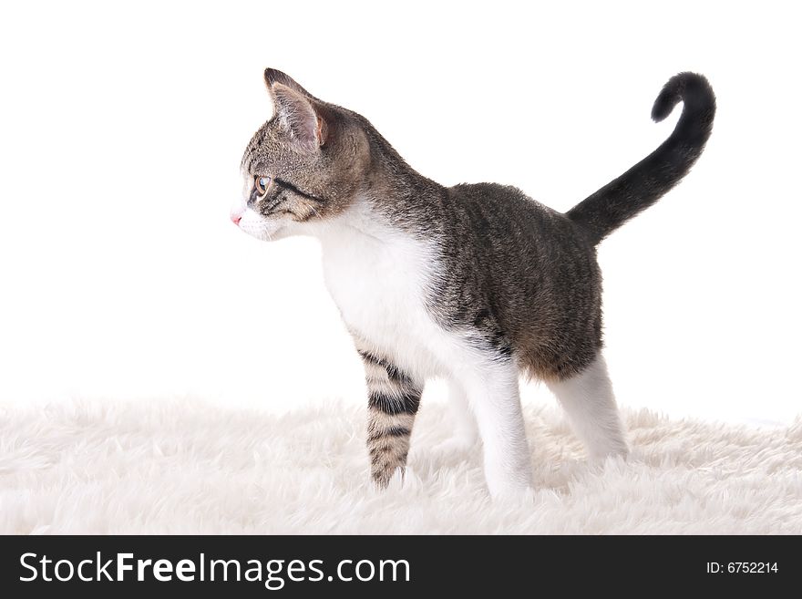 A standing kitten looking left
