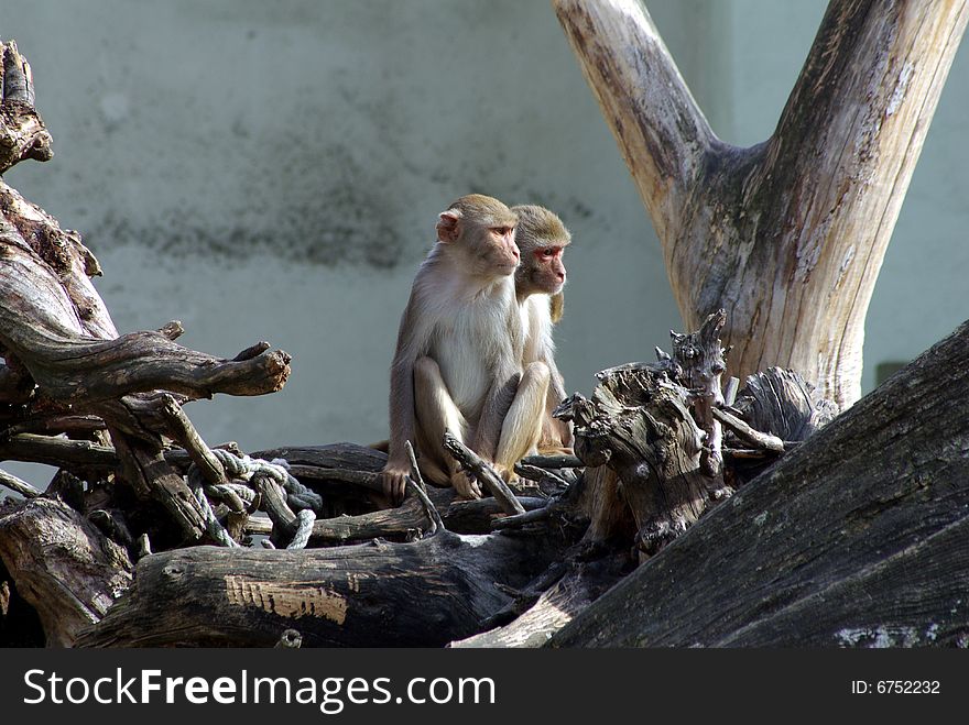 Some monkeys sitting outside together