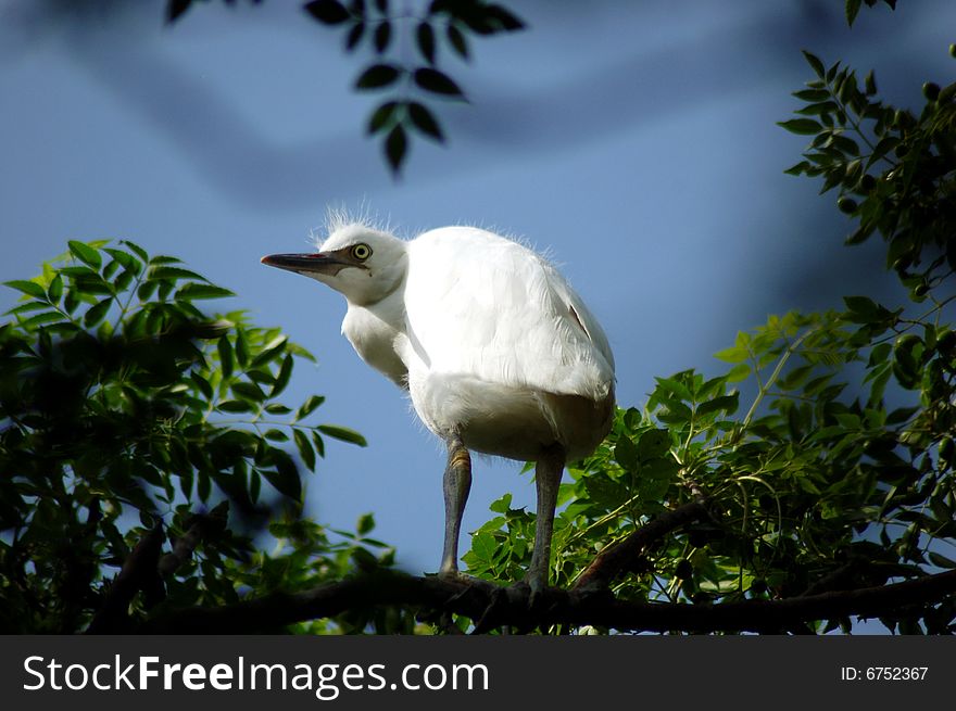 Egret on top of tree