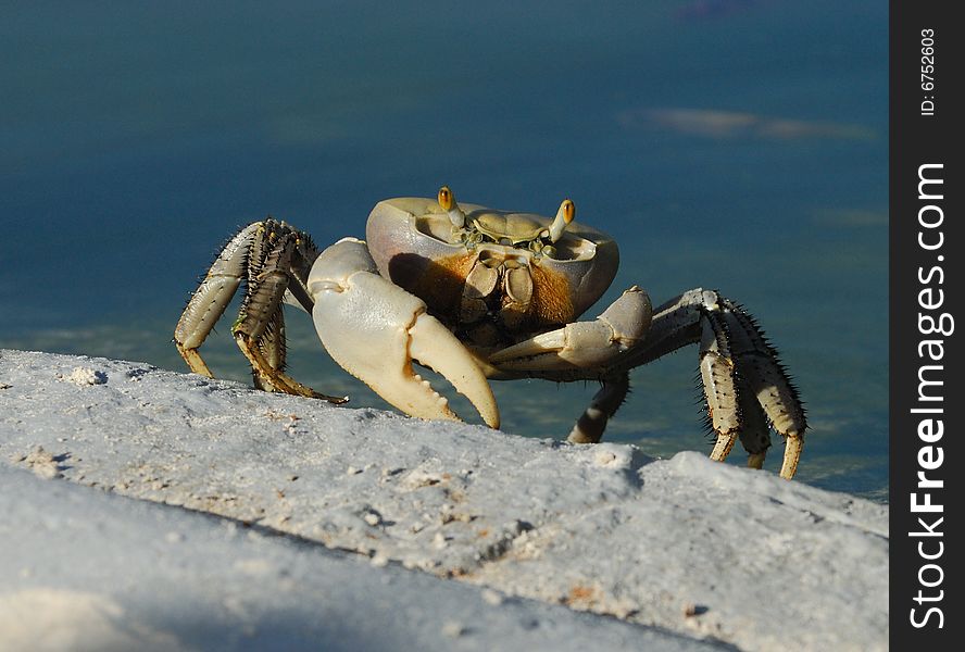 A big cuban ghost crab near the hotel pool