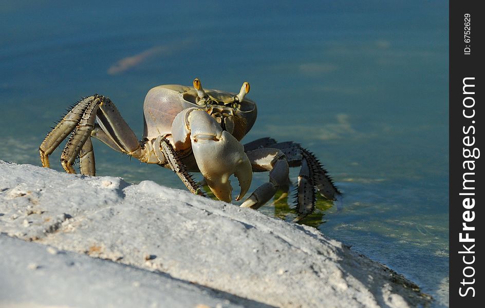 A big cuban ghost crab at the hotel pool