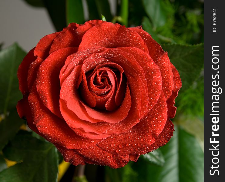 Single red rose covered with water drops