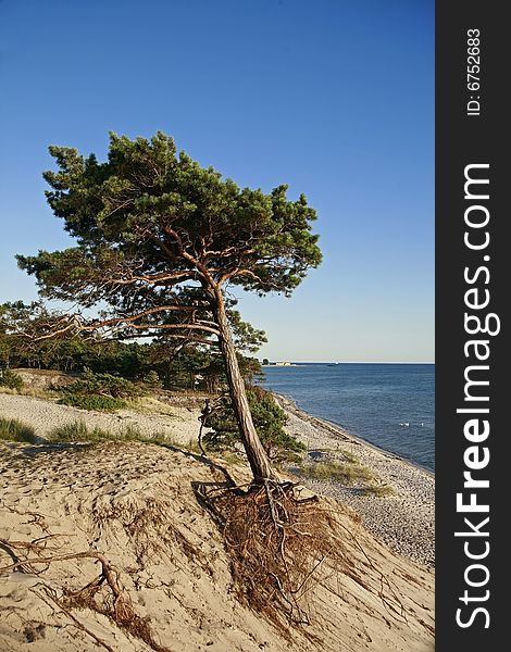 Tree On Beach