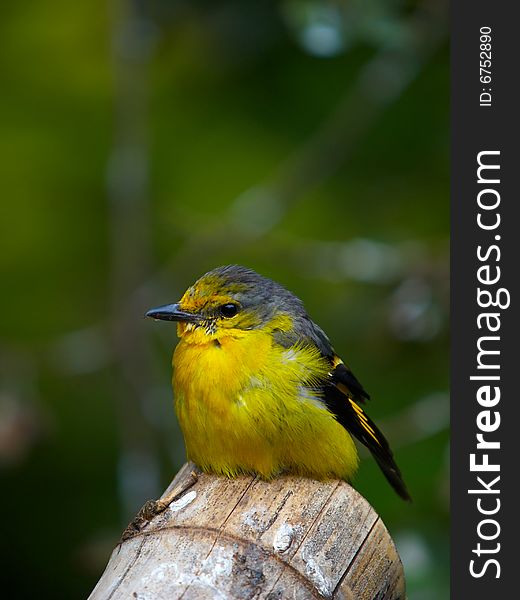 Image of a bird on cable.