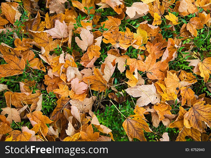 A colorful autumn leaf background. A colorful autumn leaf background