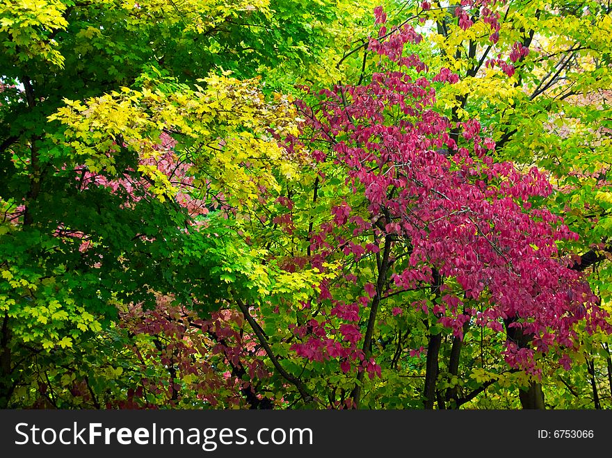Colorful autumn forest trees background. Colorful autumn forest trees background