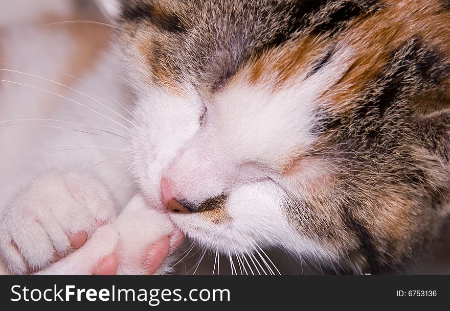 Close up of kitten sleeping with front and rear paw visible