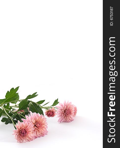 Chrysanthemums of pink color on a white background.