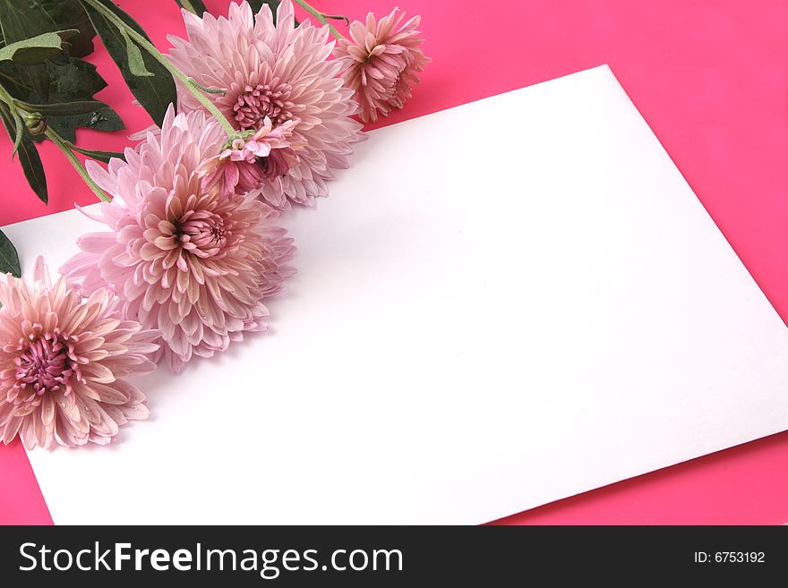 Chrysanthemums and an envelope on a pink background.