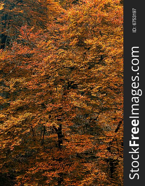 Colorful autumn forest trees background. Colorful autumn forest trees background