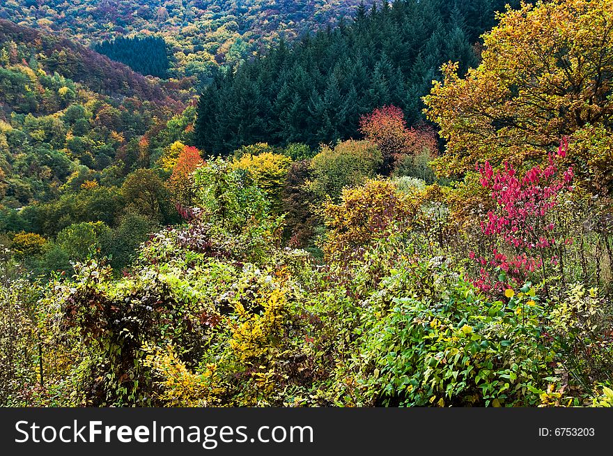 Colorful autumn forest along the mosel  in germany