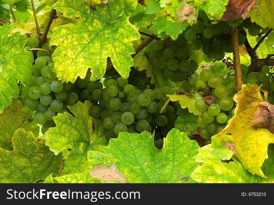 Close up of a bunch of grapes in autumn ( mosel region germany)