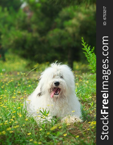 A beautiful english old sheepdog,outdoors