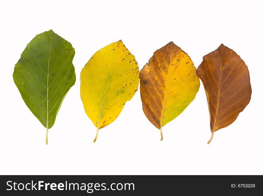 Beech leaves in different colors in autumn