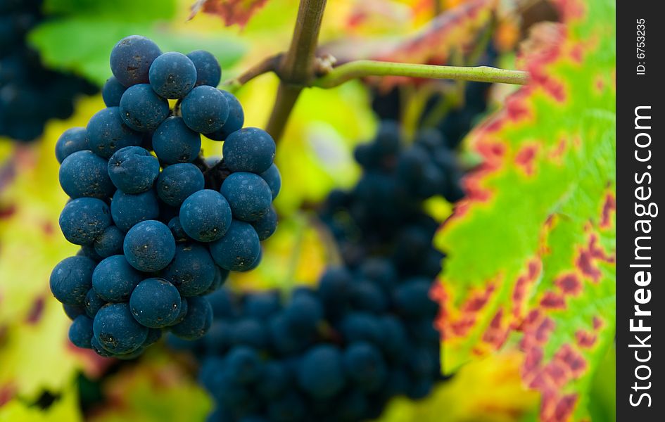 Close up of a bunch of grapes in autumn ( mosel region germany)