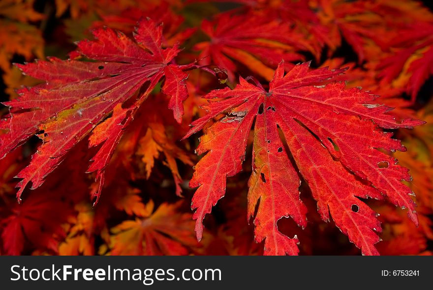 Nice vivid red colored detail of autumn leaves. Nice vivid red colored detail of autumn leaves