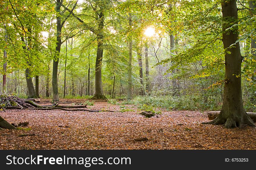 Starting fall season in a forest with sun coming trough. Starting fall season in a forest with sun coming trough