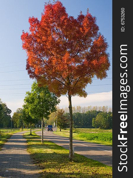 One red autumn tree on the road side