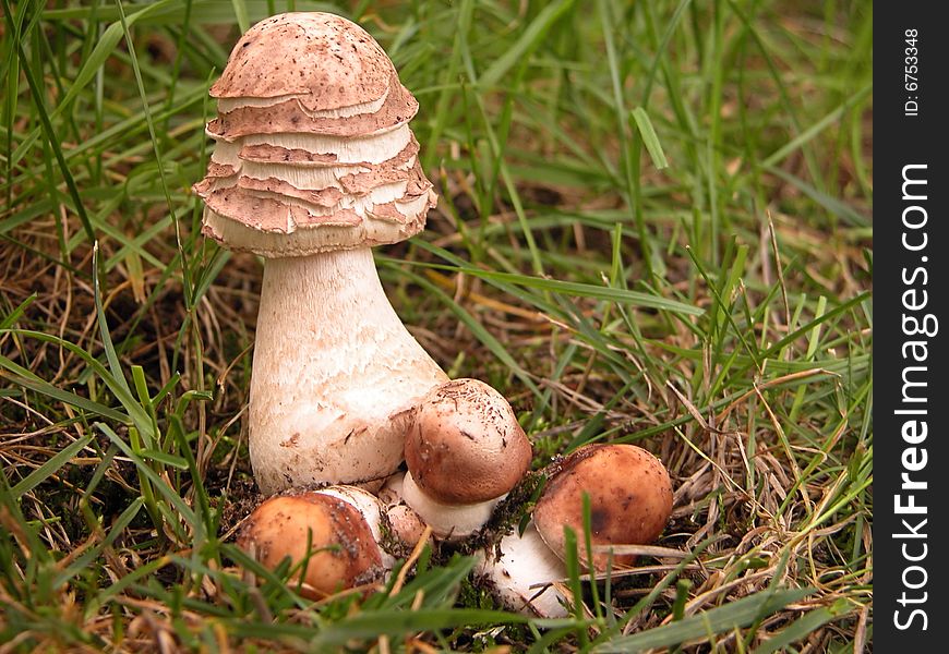 Young fruiting parasol mushrooms - (Macrolepiota procera) is a basidiomycete fungus with a large, prominent fruiting body resembling a lady's parasol.