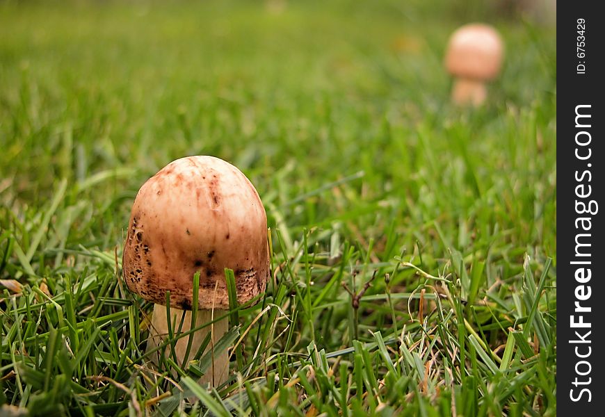 Young fruiting parasol mushrooms - (Macrolepiota procera) is a basidiomycete fungus with a large, prominent fruiting body resembling a lady's parasol.